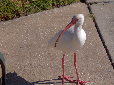 [White ibis standing on the sidewalk with its head turned back toward its body.]